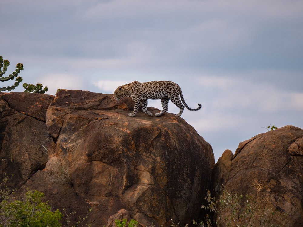 Offerte Safari Kilimanjaro 2 notti e Futura Club Twiga