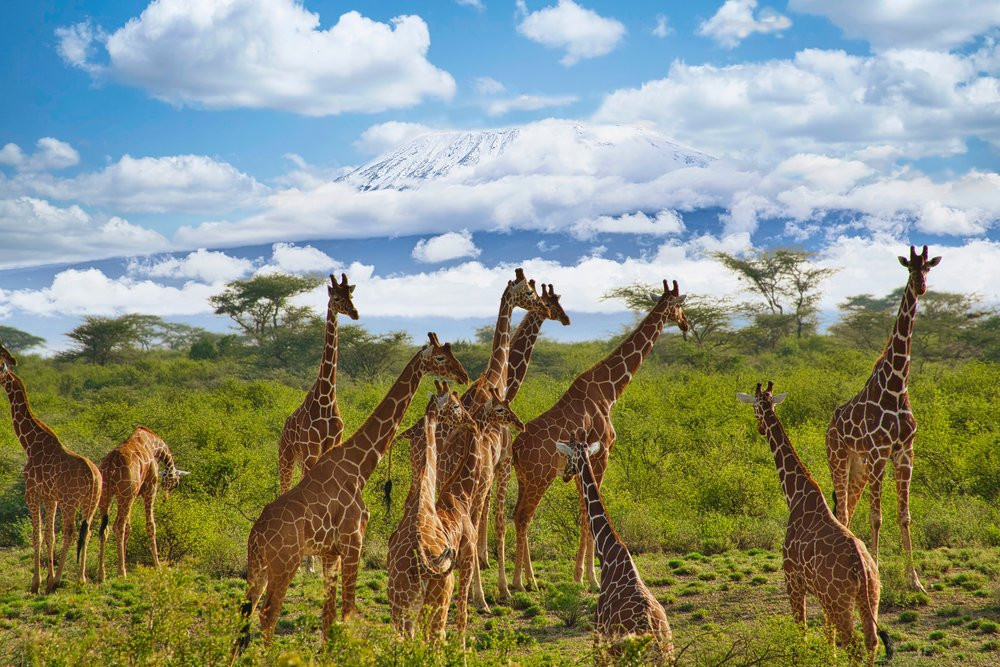 Offerte Safari Amboseli 3 notti e Futura Club Twiga